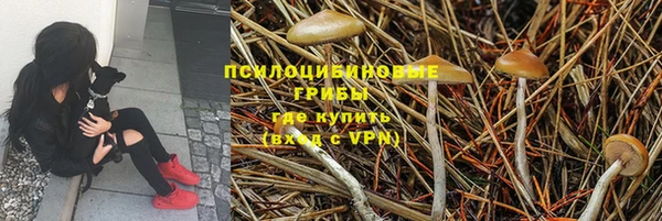 прущие грибы Абаза